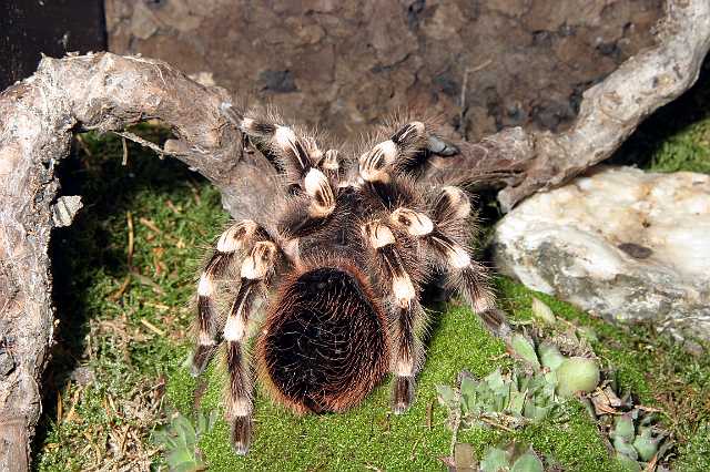 FH_TR_2492(Acanthoscurria geniculata).jpg